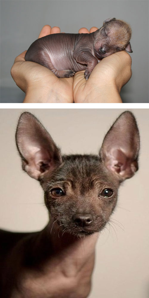 Xoloitzcuintle, una raza autnticamente mexicana de perros sin pelo