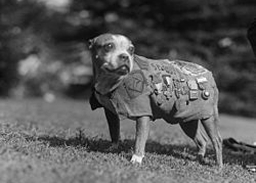 Sargento Stubby, el increble perro que se convirti en hroe durante la Primera Guerra Mundial